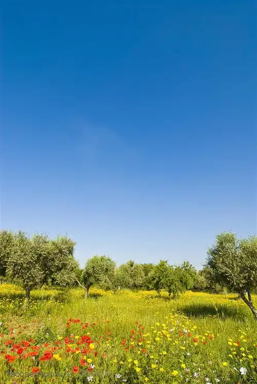 夏季管理果林的方法与技巧