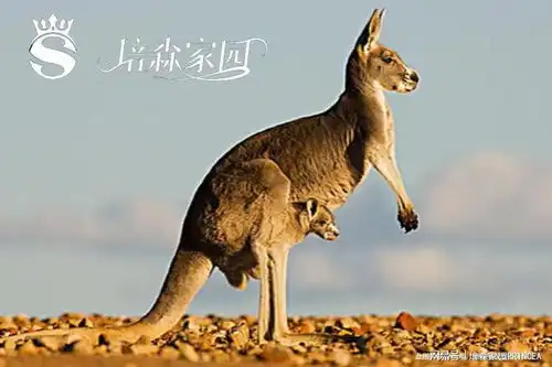 袋鼠的随身小窝育儿袋的奇妙世界