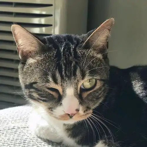 尿爸养新猫了,尿尿有伙伴了,然而网友只关心新猫的名字