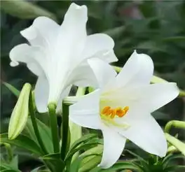 夏季吃8种食物滋补又降火