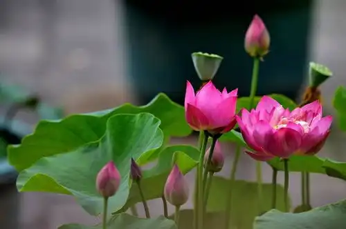 一花一世界,一叶一菩提,佛教中常见的植物有哪些