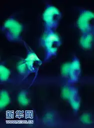 荧光鱼亮相台湾生物科技展