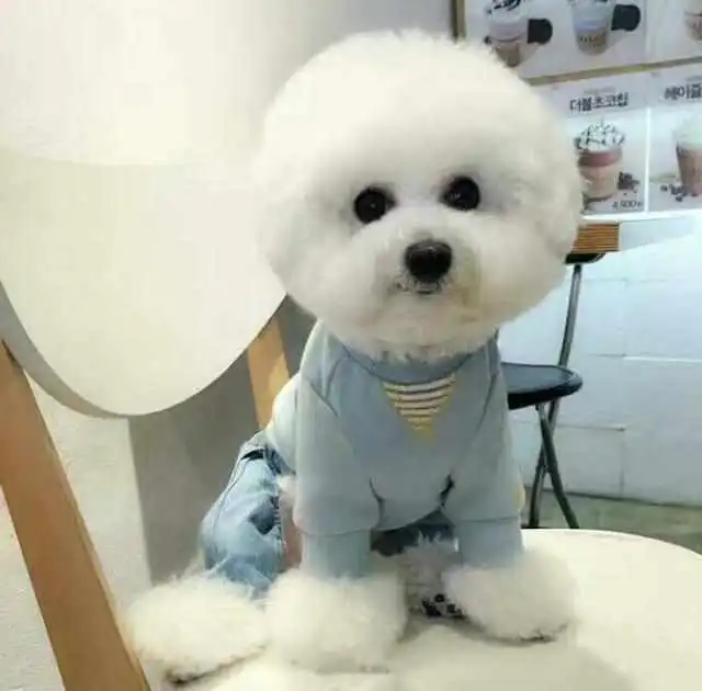 比熊的睡姿,暴露了比熊与主人的关系及比熊的性格,你家属于哪种