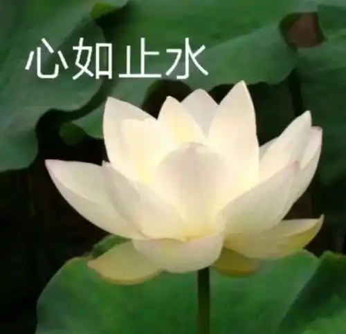 莲花配心如止水什么意思急