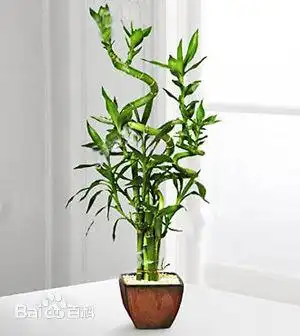 和富贵竹相似的绿色植物