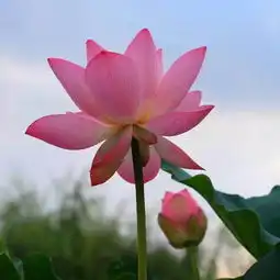 佰豆集的微博微博