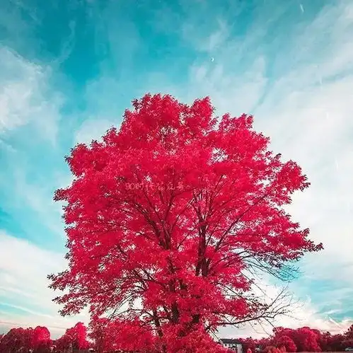 下午好头像丨微信最吉利的好看头像唯美图片