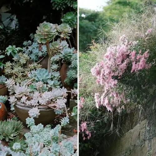 78岁重庆爷爷造童话小屋整座山都是花园