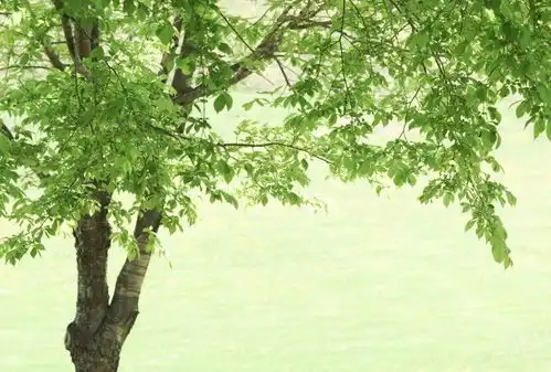 春回大地,绿意盎然