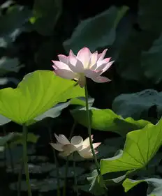 逆光荷花祝70d论坛兴旺红火