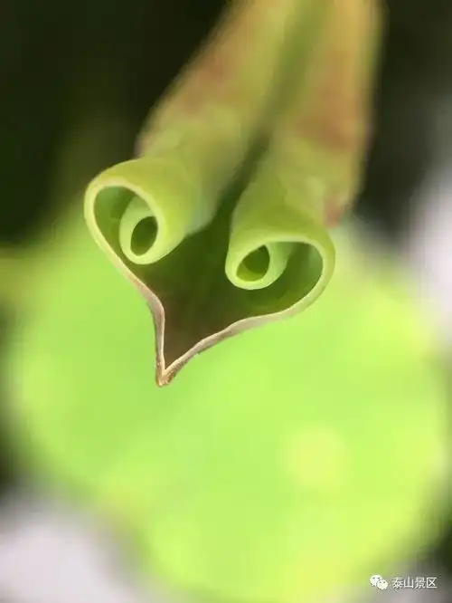 唯美夏至荷花