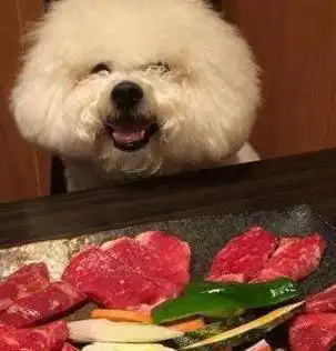 这6种食物是比熊犬最爱,而且还很常见