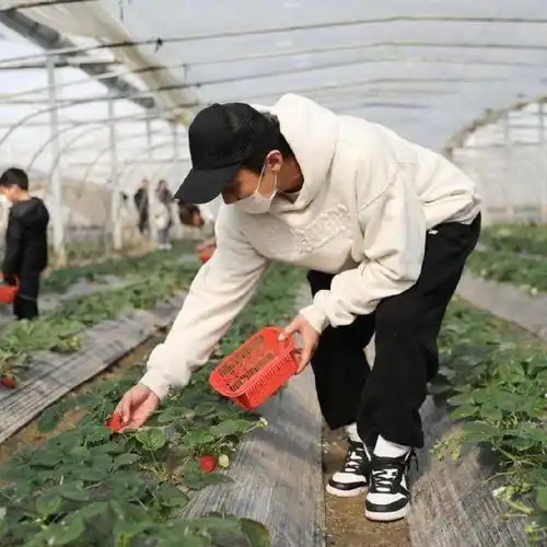 孙俪带儿女去乡下农场,手捧草莓甜笑,骑电三轮驮满车萝卜接地气