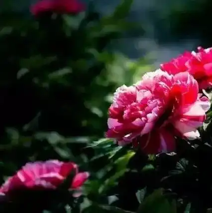 藏不住了这几个刷屏朋友圈的泰安网红景点,快计划4月去打卡