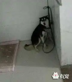 邻居家刚出生的兔子竟让二哈祸害致死