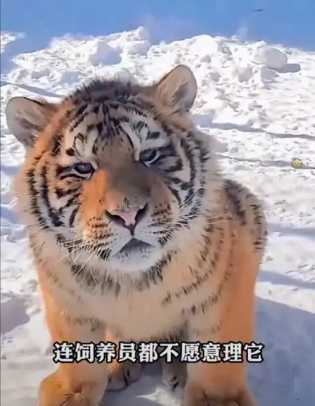 性格内向,害怕暴力的小老虎因太能吃遭饲养员排挤