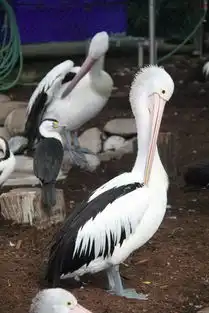 去南澳大利亚看袋鼠和考拉