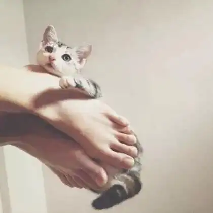 有玩热拉的小可爱吗