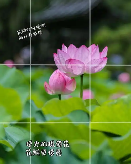 快来试试,拍荷花9个技巧,让你拍的荷花照片不俗
