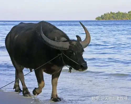这几种牛的生活习性你可真正得知