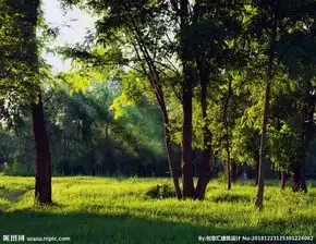 树林图片
