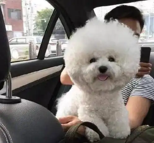 为什么比熊犬这么粘人呢很多人受不了,看了后你会原谅它
