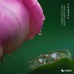 今夏,莲乡荷你有个约会