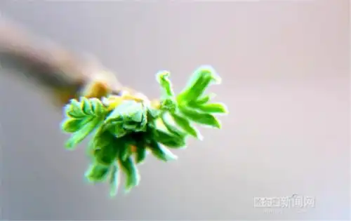 四月芳菲始,花开第一枝冰城提前进入赏花季
