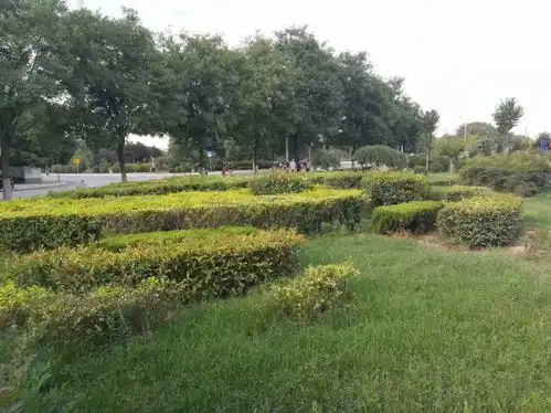 吕西群摄影绿意盎然,小燕子欣赏着蓝天白云和绿色