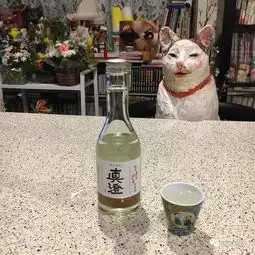 丑丑的羊羹君在16岁6个月的时候回到了喵星,再见了