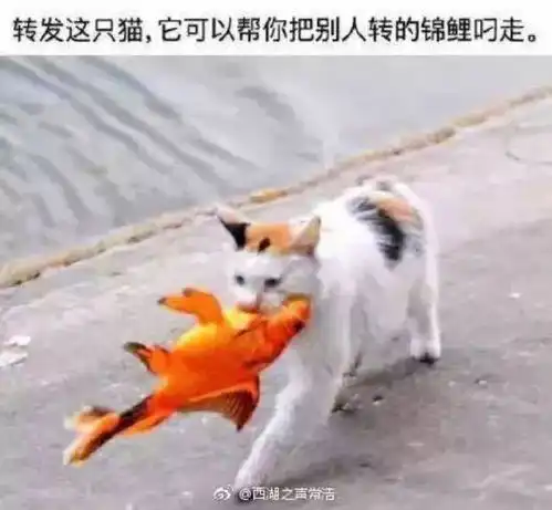 别转啦杭州锦鲤可能是假的卷发棒倒是真的让男人们纷纷瑟瑟发抖...