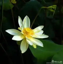 雨后荷花别样美,新安人想看就到这里,反正又不远