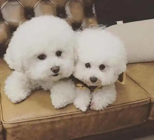 纯种比熊犬和串串比熊犬,谁更好养