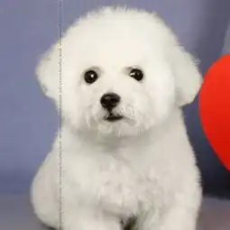 纯种法系比熊多少钱一只比熊幼犬多大的好养