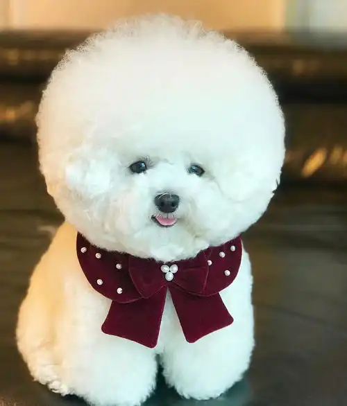 萌宠界的棉花糖宝宝,迷死人不偿命的比熊犬