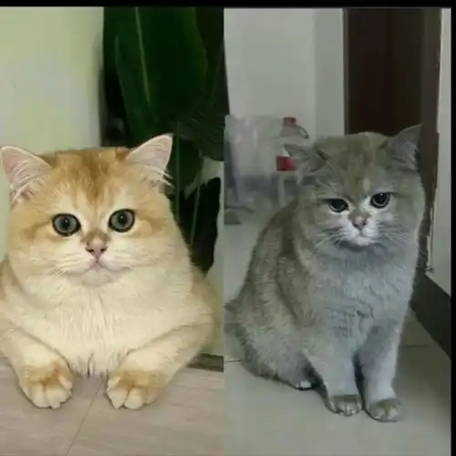 四川惊现神猫开电磁炉竟引发连锁灾难,直播还债走上人生巅峰富贵宠物林中直播间四川省网易订阅