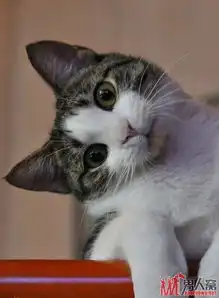 非主流猫咪自拍神马的弱爆了