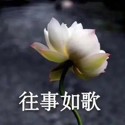 中老年人微信头像佛系生活莲花微信头像图片