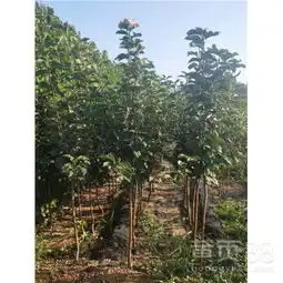包头市4公分樱桃树招商15公分吉塞拉矮化樱桃苗-黄页88网