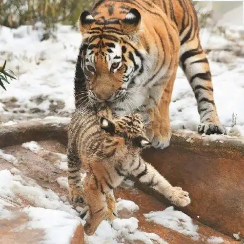 我猜这应该是第一次带娃
