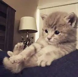 不想养猫,却捡到一只小奶猫,没想到命运就这样被改变了
