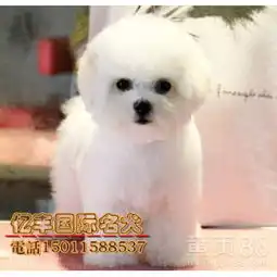 北京黄页88网