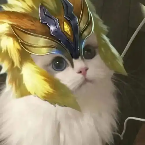 王者小猫头像,你要抱哪个回家
