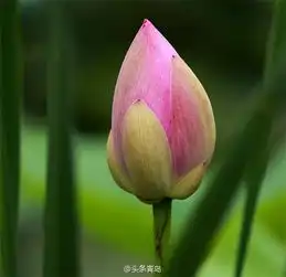 李村河绝美荷花图曝光网友大赞