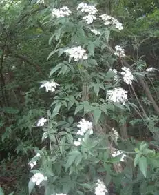 测试一个超长简介的文章