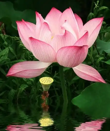 6月下旬,喜鹊报喜,4属相出门遇贵人,撞桃花接财神,家庭美满