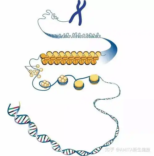 长肉变胖,这大概是作为瘦子的我最大的愿望了