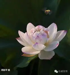 七夕,我想和你在石城这样过