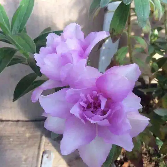 晒图从含苞到盛放,杜鹃花全程仙气十足
