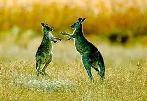 南澳大利亚旅游局在北京推介旅游欢迎更多中国游客前往观光